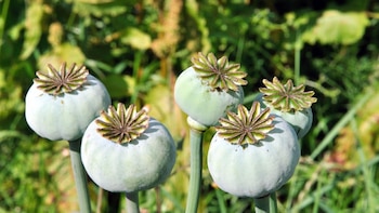 Afganistán es el primer productor