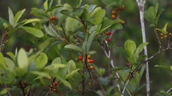 La producción de coca y