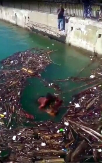 Mario Guthrie se arrojó al