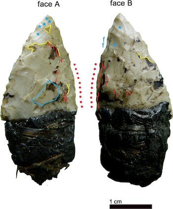 Dos de las puntas de flechas encontradas junto con el cuerpo de Ötzi