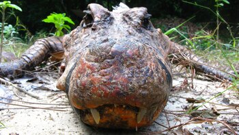 Uno de los ejemplares de