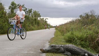 Los ataques de caimanes son