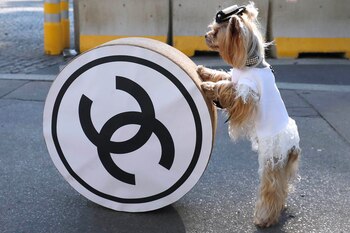 Un perro posa junto al logo de Chanel en una presentación de la marca en el Gran Palacio de París (AFP/FRANÇOIS GUILLOT)