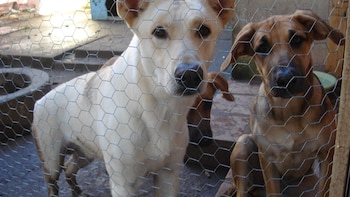 Es indispensable que las castraciones