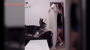 Los amos se cubren con