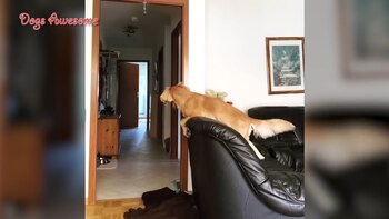 Algunos perros reaccionan con desesperación