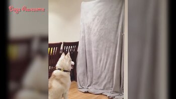 What The Fluff Challenge es