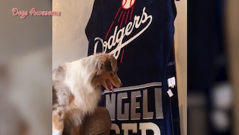 Los protagonistas son los perros