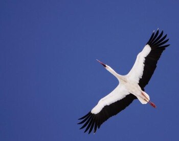 La colocación de GPS a las cigüeñas