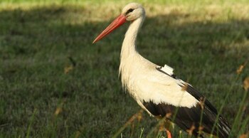 La cigûeña “Kajtka” con el