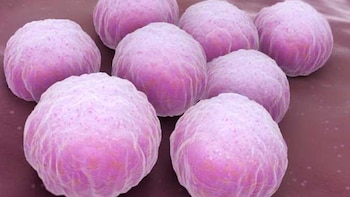 La clamidia es una bacteria