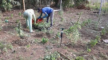 El resguardo indígena de Tóez trabaja bajo una alianza comercial con la empresa Sannabis para el desarrollo de productos medicinales a base de marihuana.