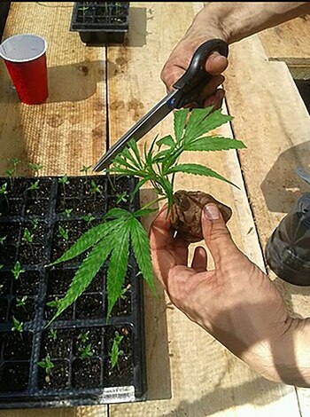 En Colombia se consigue la marihuana más barata de toda Suramérica, según un estudio de Bloomberg.