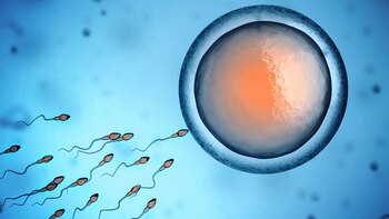 El rejuvenecimiento ovárico busca revertir