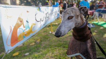 El evento se llamó “Galgos Felices”