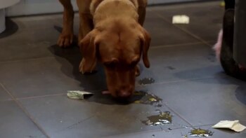 Katie Price contrató a una