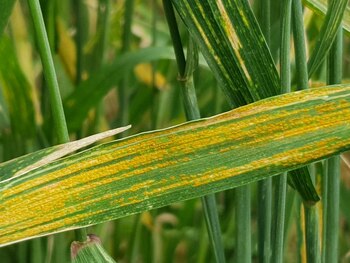 La Roya Amarilla aparece en