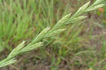 La Cebadilla Criolla, una maleza