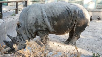 Ruth murió por una infección