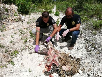 El jaguar apareció a la