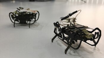 Los robots insecto se utilizarían