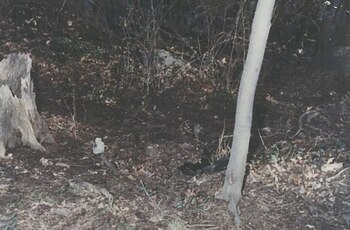 Escena del crimen en Central