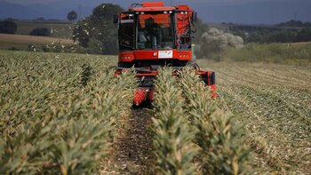 En los dos años que se eliminaron las retenciones al trigo y maíz, las exportaciones de esos granos crecieron en U$S 2.800 millones, lo que representan alrededor del 0,5% del PBI de la Argentina