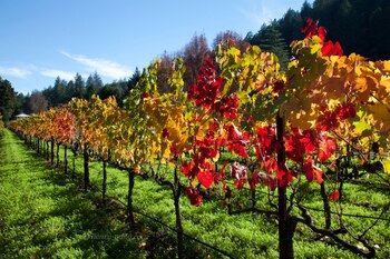 California es uno de los