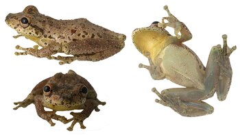 La rana Scinax caprarius es