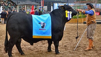 El Gran Campeón Macho de la muestra fue vendido a la Cabaña Viradolce, de Paraguay.