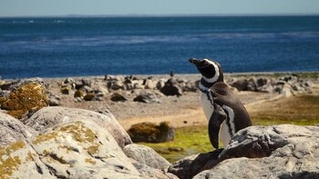 En la Patagonia, se encuentra