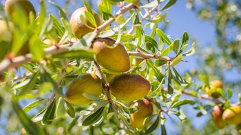 La planta de cassia es