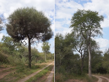 La picada abierta en el