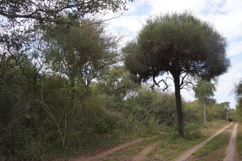 Un hermoso ejemplar de itín