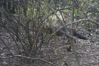 Bastante confiado, un zorro gris