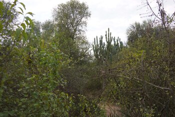 La densa y espinosa vegetación