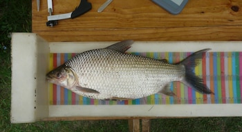 Argentina es considerada internacionalmente como