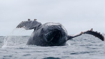 Las ballenas jorobadas, las gigantes