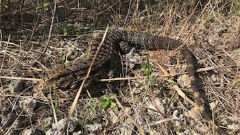 Con fuertes mandíbulas y colas
