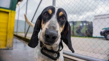 Autoridades encontraron al perro en