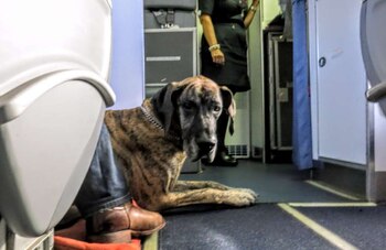 Los incidentes con animales en