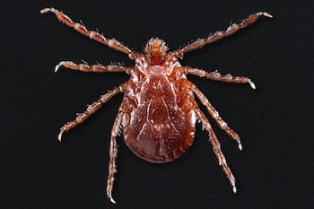 La garrapata de cuernos largos