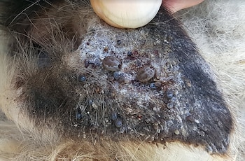 La oreja de un oveja