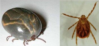 Después de llenarse de sangre