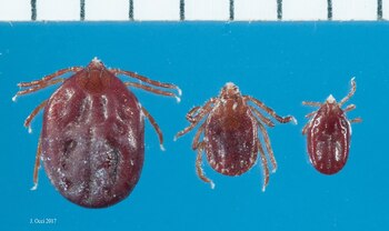 Para identificarla, la Universidad de