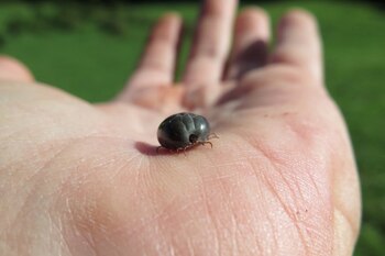 La garrapata de cuernos largos es
