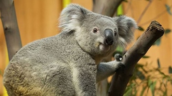 Tanami cambiará su puesto con