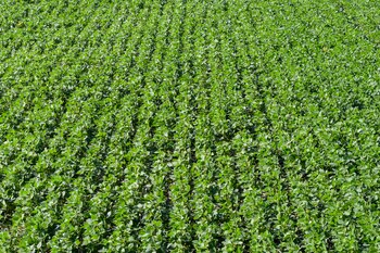 Hansen argumenta que los OGM