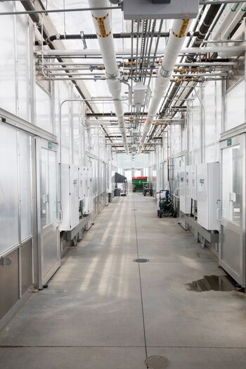 Calyxt está cultivando junglas frondosas