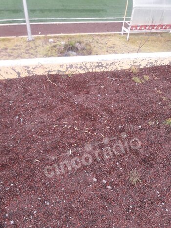 En la arcilla quedaron los